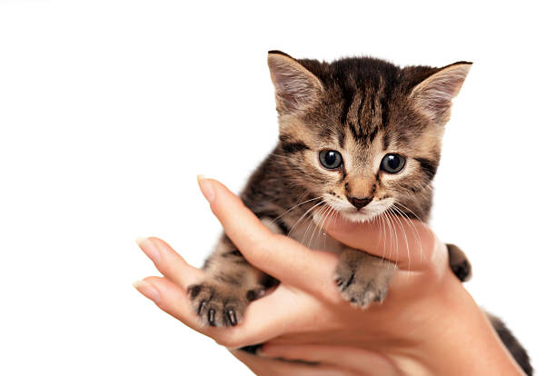Züchter Kitten