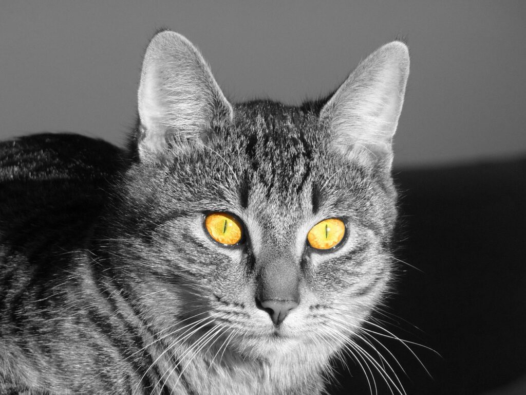 Katzen Augen leuchten