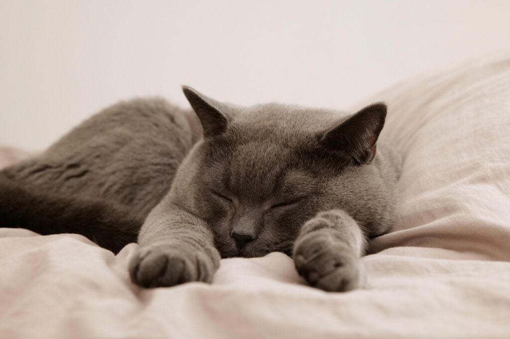 Katze schlafen Ruheplätze