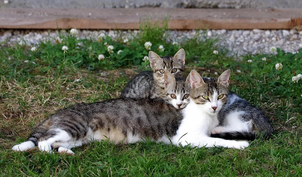 Kitten entwöhnen Trennung Mutter Wurfgeschwister