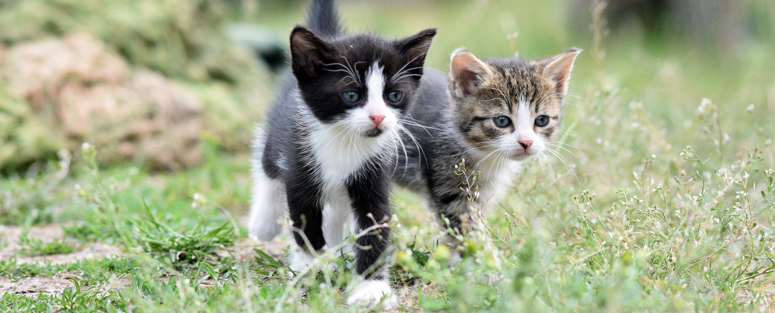Zusammenführung Vergesellschaftung Katzen