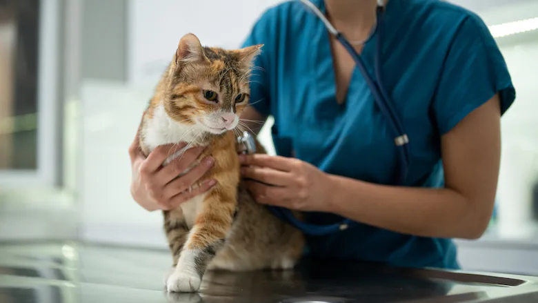 Tierarzt Katze